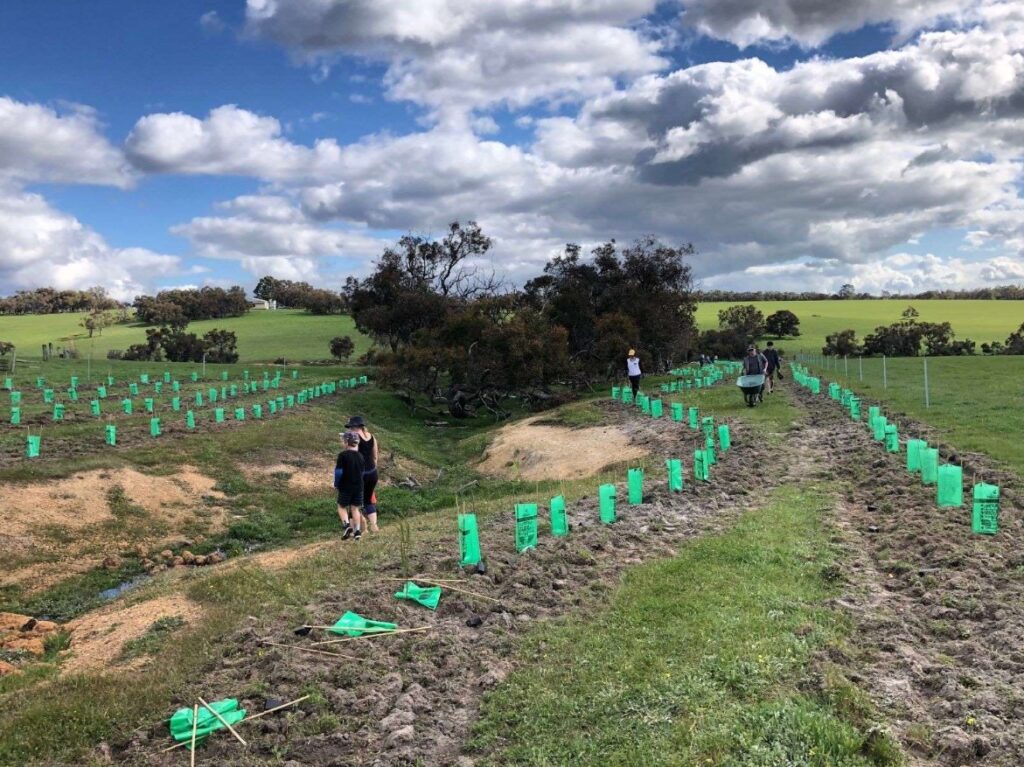 Revegetation project on a Yoganup farm near Abba River.